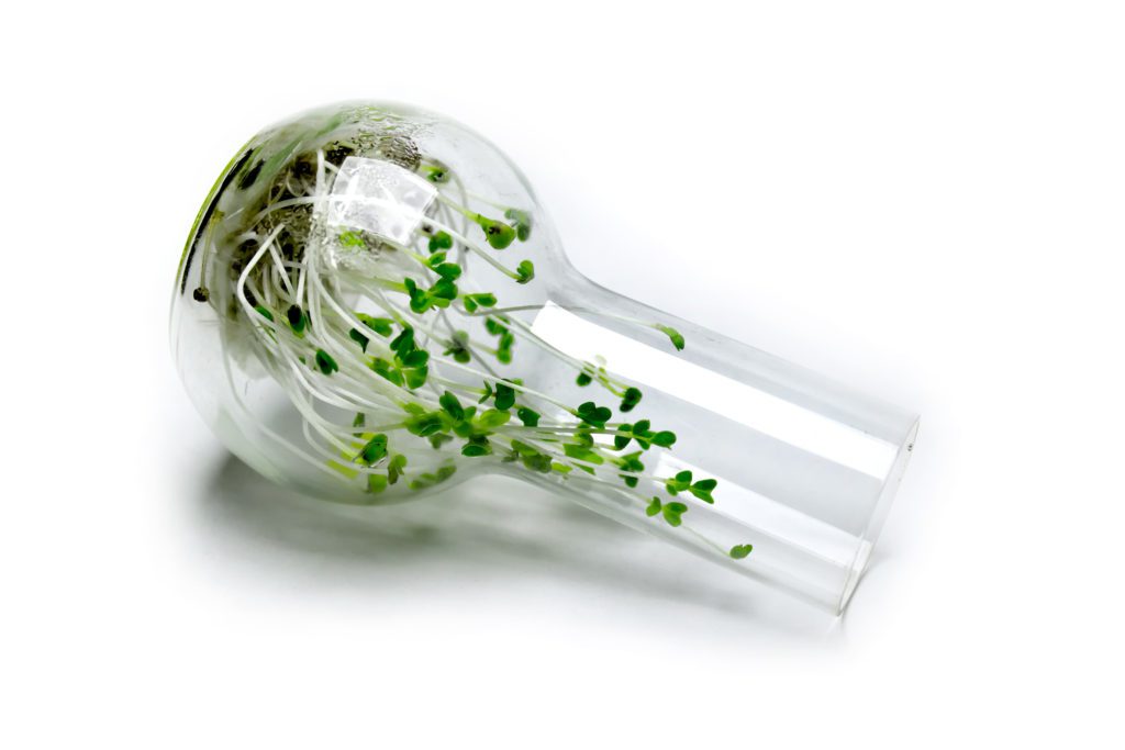 A glass tube with green leaves inside of it.