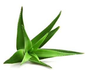 A close up of some green leaves on a white background